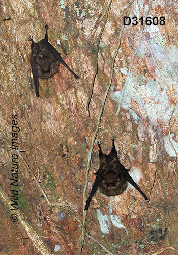 Greater Sac-winged Bat (Saccopteryx bilineata)